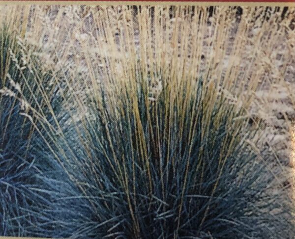 Blue-green grass in a large clump