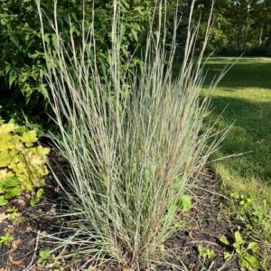 Little Bluestem ornamental grass in garden