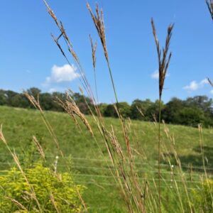 Seed heads of big Bluestem grass in a meadow