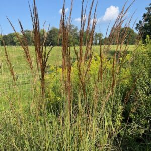 Indian grass with rust-colored seed heads in a meadow.