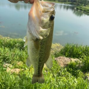 Largemouth bass being held by mouth with pond in background