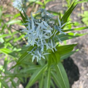 Pale blue star shaped flowers in bloom.