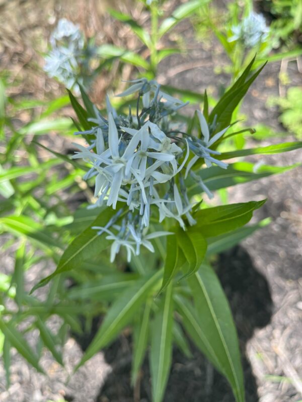 Pale blue star shaped flowers in bloom.