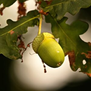 large green acorn of the bur oak with rounded leaves