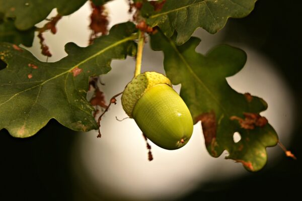 large green acorn of the bur oak with rounded leaves