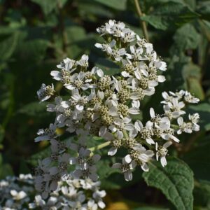 delicate white small flowers in a clump