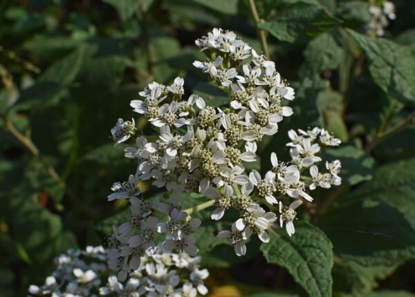 delicate white small flowers in a clump