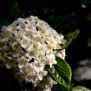 small clustered white flowers with green leaf base