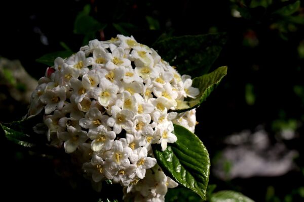 small clustered white flowers with green leaf base