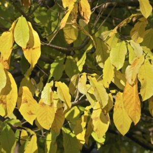 golden yellow large leaves on a branch of a paw paw tree