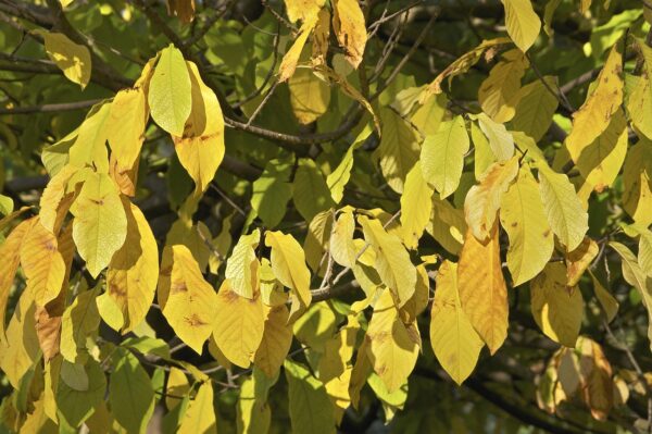 golden yellow large leaves on a branch of a paw paw tree