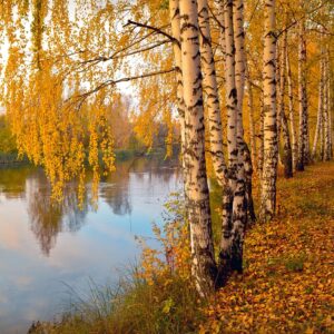 golden leaves in autumn over a still river on a river birch tree in fall