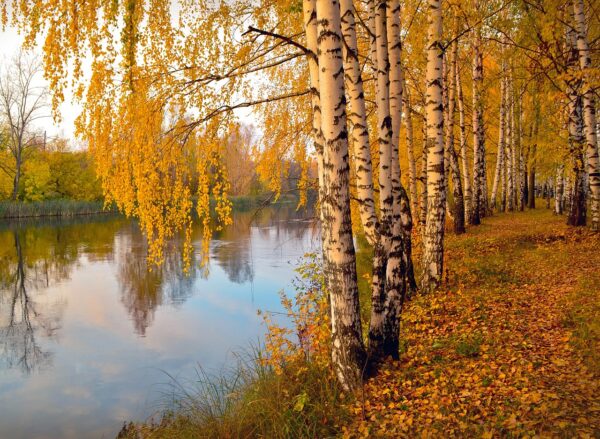 golden leaves in autumn over a still river on a river birch tree in fall