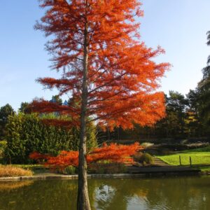 bright red leafed autumn cypress in front of pond