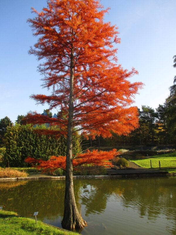 bright red leafed autumn cypress in front of pond