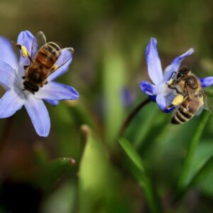 tiny star shaped blue flowers with honey bees on top