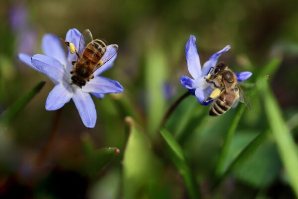 tiny star shaped blue flowers with honey bees on top