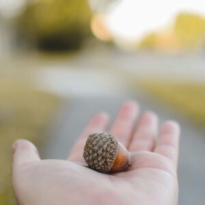 brown acorn with large cap being held in a person's hand