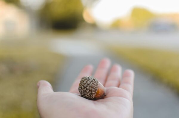 brown acorn with large cap being held in a person's hand