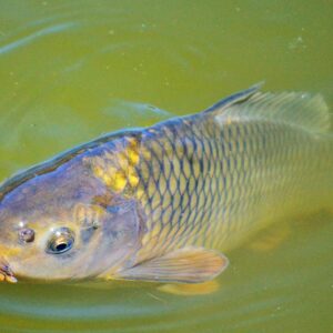 triploid catfish in pond surface