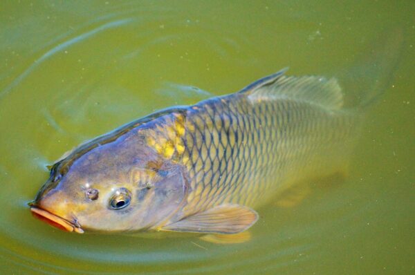 triploid catfish in pond surface