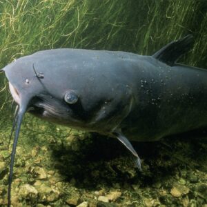 channel catfish with long whickers at bottom of pond