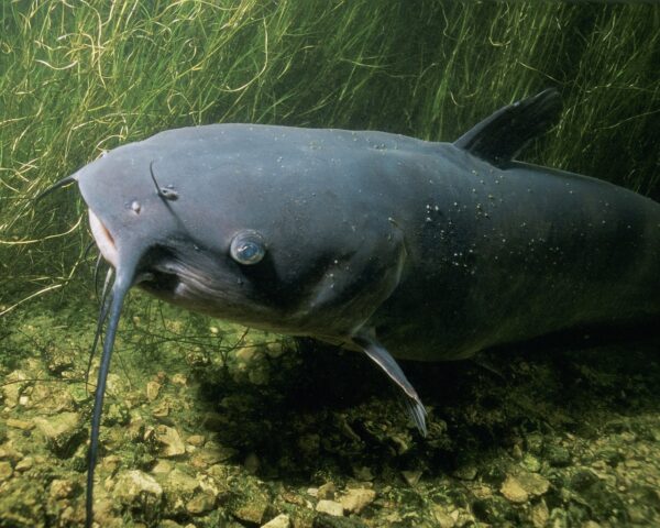 channel catfish with long whickers at bottom of pond