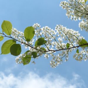 the long white bottle-brush blooms of the common chokeberry tree