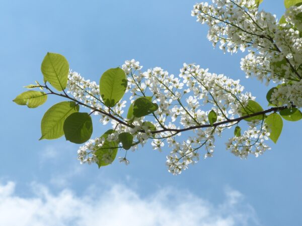 the long white bottle-brush blooms of the common chokeberry tree