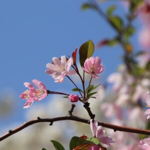 pink blooms of a crabapple tree with blue sky background