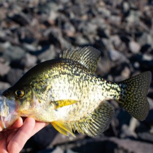 Small black crappie being held in hand out of the water.