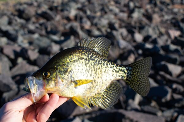 Small black crappie being held in hand out of the water.