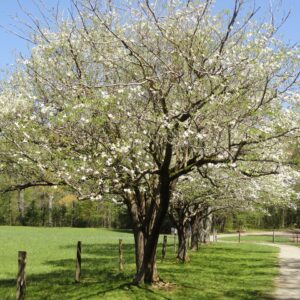 white bloom on a large wide shaped tree next to a driveway