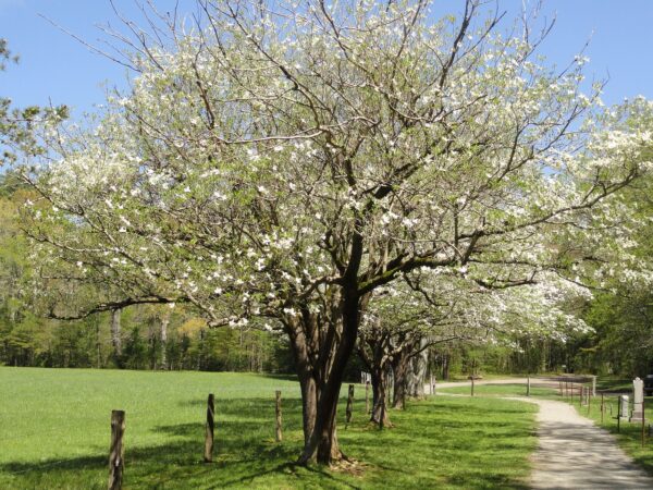 white bloom on a large wide shaped tree next to a driveway