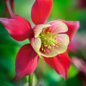 red petals with yellow center columbine flower