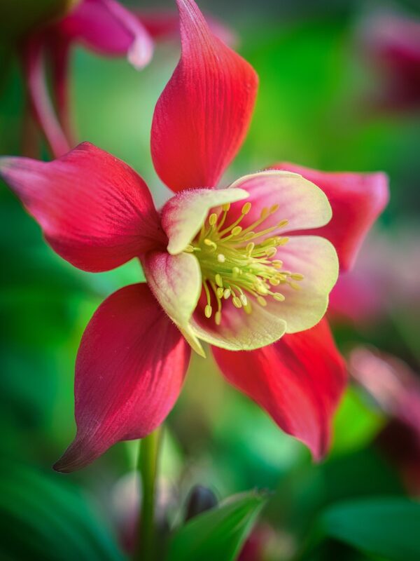 red petals with yellow center columbine flower