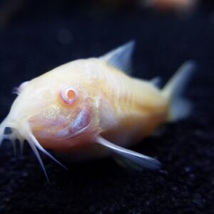 albino catfish with pink eyes