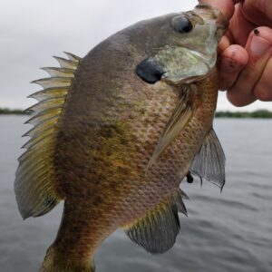 sunfish being held by its mouth