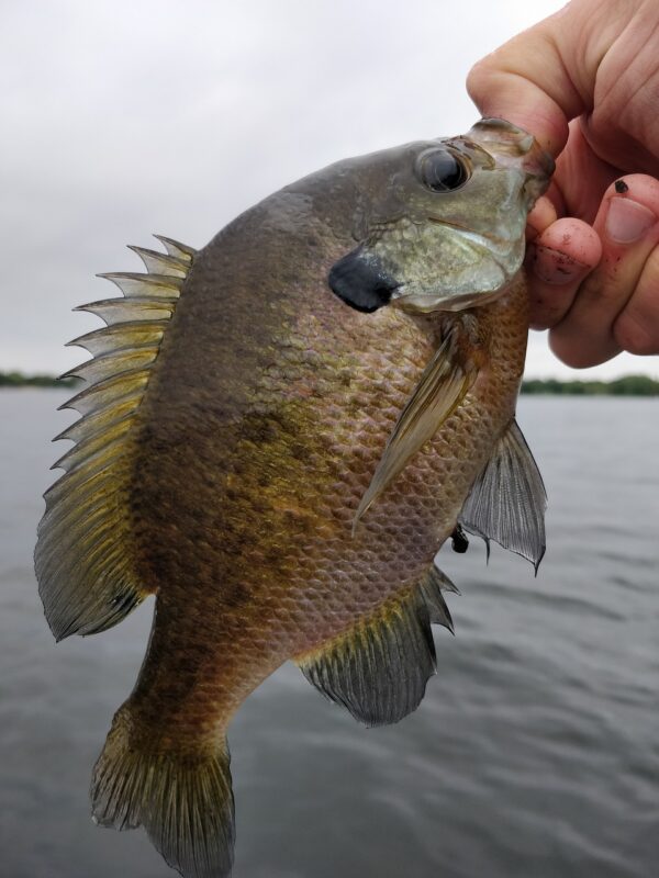 sunfish being held by its mouth