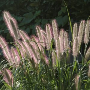 bottle-brush like grass blooms in light pink shades a top of long grass