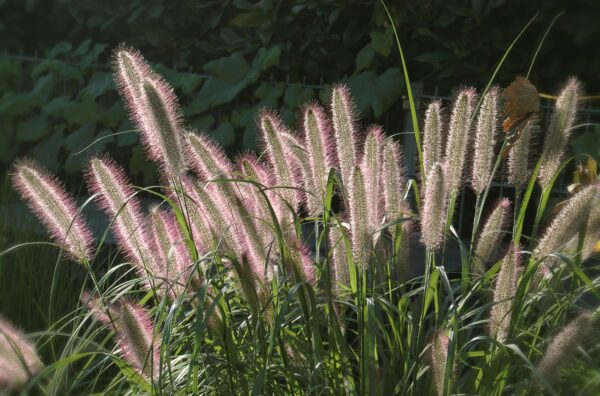 bottle-brush like grass blooms in light pink shades a top of long grass