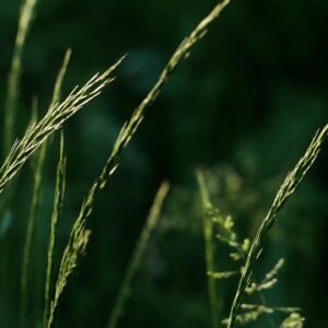 thin, light, grass seeds on top of long blades of grass