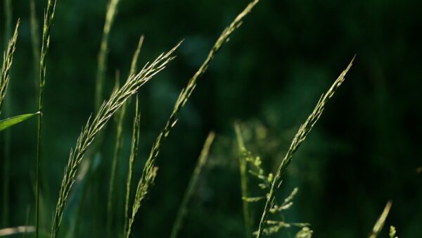 thin, light, grass seeds on top of long blades of grass