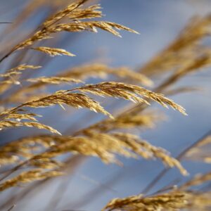 golden, slightly hanging grass seeds on top of grass blades