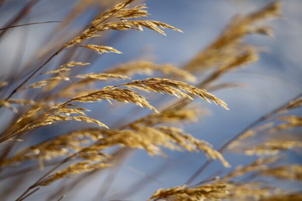 golden, slightly hanging grass seeds on top of grass blades