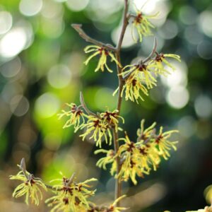 yellow, spidery looking blooms of the witch hazel branch in sunshine