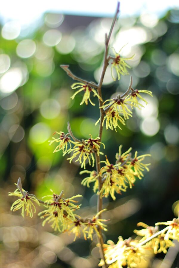 yellow, spidery looking blooms of the witch hazel branch in sunshine