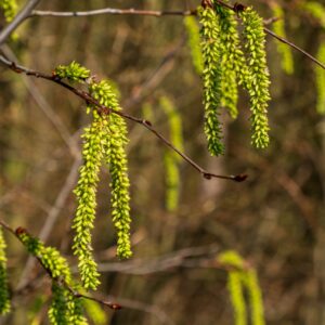 drooping light green spring flowers also known as catskins of the hazelnut