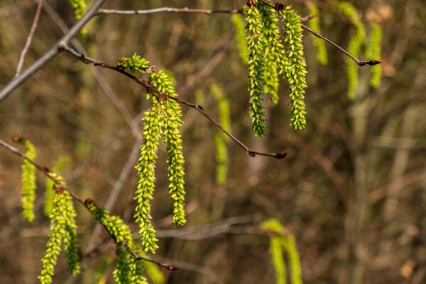 drooping light green spring flowers also known as catskins of the hazelnut