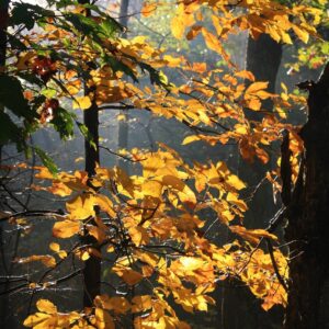 golden leaves of the hickory tree in a forest